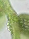 Microlejeunea ulicina (Taylor) Steph.