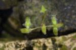 Lemna trisulca L.