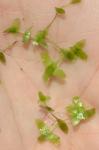 Lemna trisulca L.