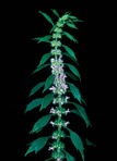 Leonurus cardiaca L. ssp. cardiaca