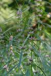 Leonurus japonicus Houtt.