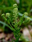 Lepidium campestre (Linnaeus) R. Brown