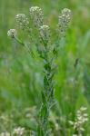 Lepidium campestre (Linnaeus) R. Brown
