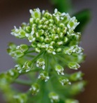 Lepidium campestre (Linnaeus) R. Brown