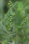 Lepidium virginicum L. var. virginicum