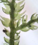 Lepidozia reptans (L.) Dumort.
