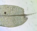 Leptodictyum riparium (Hedw.) Warnst.