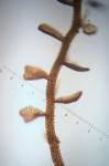 Leptoscyphus cuneifolius (Hook.) Mitt. ssp. cuneifolius