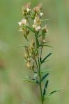 Lespedeza angustifolia (Pursh) Ell.