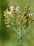 Lespedeza angustifolia (Pursh) Ell.