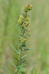 Lespedeza angustifolia (Pursh) Ell.