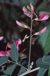 Lespedeza bicolor Turcz.