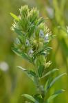 Lespedeza capitata Michx.