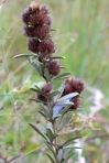 Lespedeza capitata Michx.