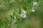 Lespedeza cuneata (Dum.-Cours.) G. Don