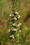 Lespedeza cuneata (Dum.-Cours.) G. Don
