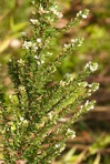 Lespedeza cuneata (Dum.-Cours.) G. Don