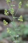 Lespedeza hirta (L.) Hornemann var. hirta