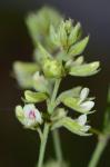 Lespedeza hirta (L.) Hornemann var. hirta
