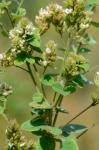 Lespedeza hirta (L.) Hornemann var. hirta