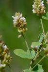 Lespedeza hirta (L.) Hornemann var. curtissii (Clewell) Isely