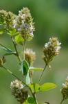 Lespedeza hirta (L.) Hornemann var. curtissii (Clewell) Isely