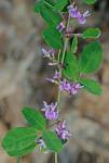 Lespedeza violacea (L.) Pers.