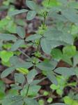 Lespedeza violacea (L.) Pers.