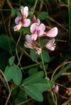 Lespedeza procumbens Michx.