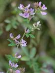 Lespedeza procumbens Michx.