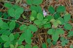 Lespedeza repens (L.) W. Bart.