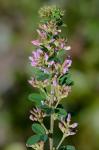 Lespedeza stuevei Nutt.