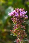 Lespedeza stuevei Nutt.