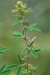 Lespedeza virginica (L.) Britt.