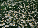 Leucanthemum vulgare Lam.