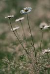 Leucanthemum vulgare Lam.