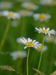 Leucanthemum vulgare Lam.