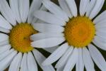 Leucanthemum vulgare Lam.