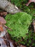 Leucobryum albidum (Brid. ex P. Beauv.) Lindb.