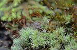 Leucobryum albidum (Brid. ex P. Beauv.) Lindb.