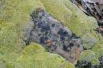 Leucobryum glaucum (Hedw.) Ångstr
