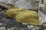 Leucobryum glaucum (Hedw.) Ångstr