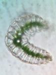 Leucobryum glaucum (Hedw.) Ångstr