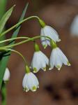 Leucojum aestivum L.