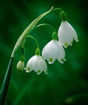 Leucojum aestivum L.