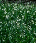 Leucojum aestivum L.