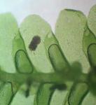 Cheilolejeunea conchifolia (A. Evans) W. Ye & R.L. Zhu    
