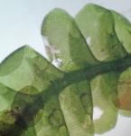 Cheilolejeunea unciloba (Lindenb.) Malombe            