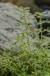 Leucospora multifida (Michx.) Nutt.