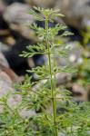 Leucospora multifida (Michx.) Nutt.